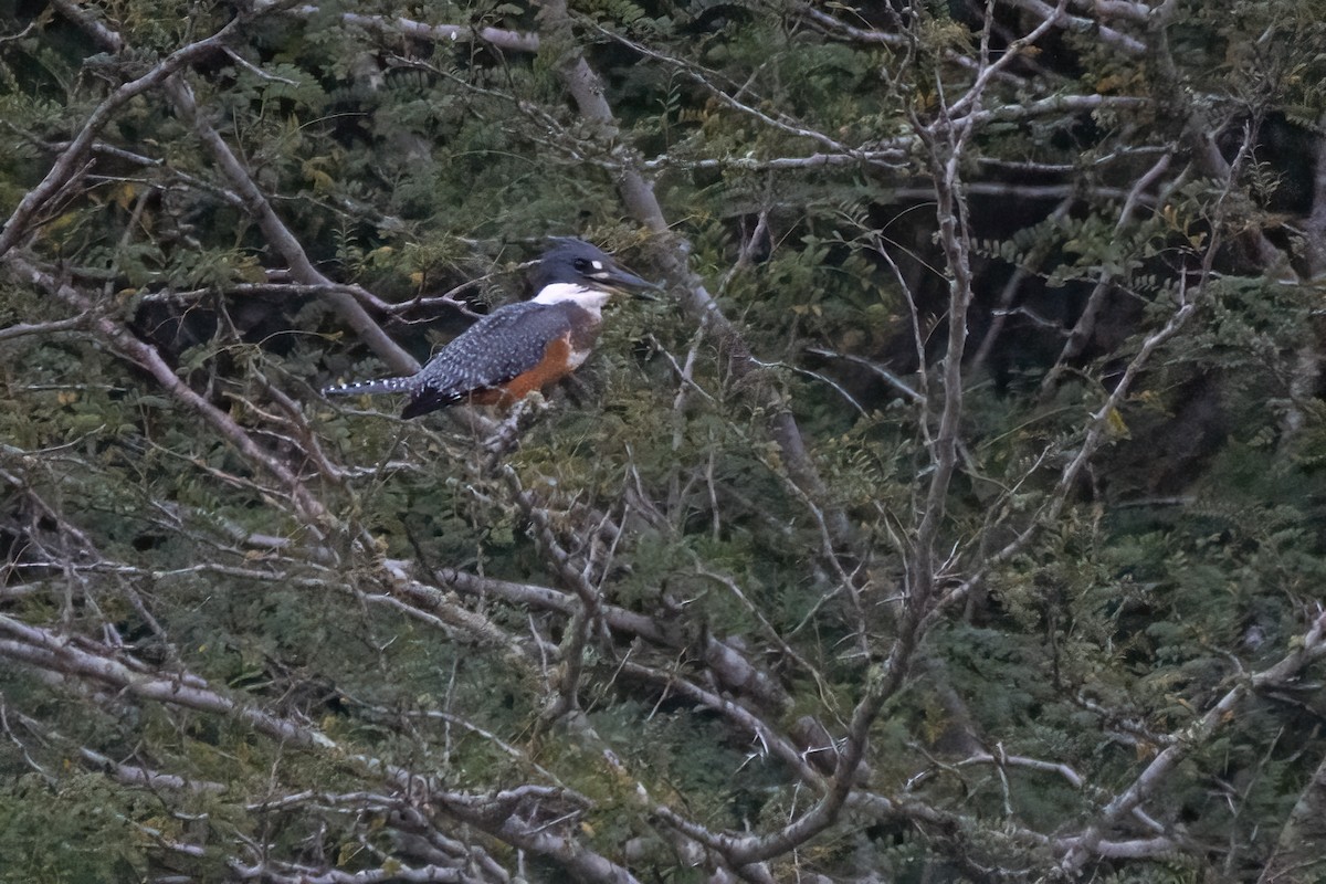 Ringed Kingfisher - ML617801551