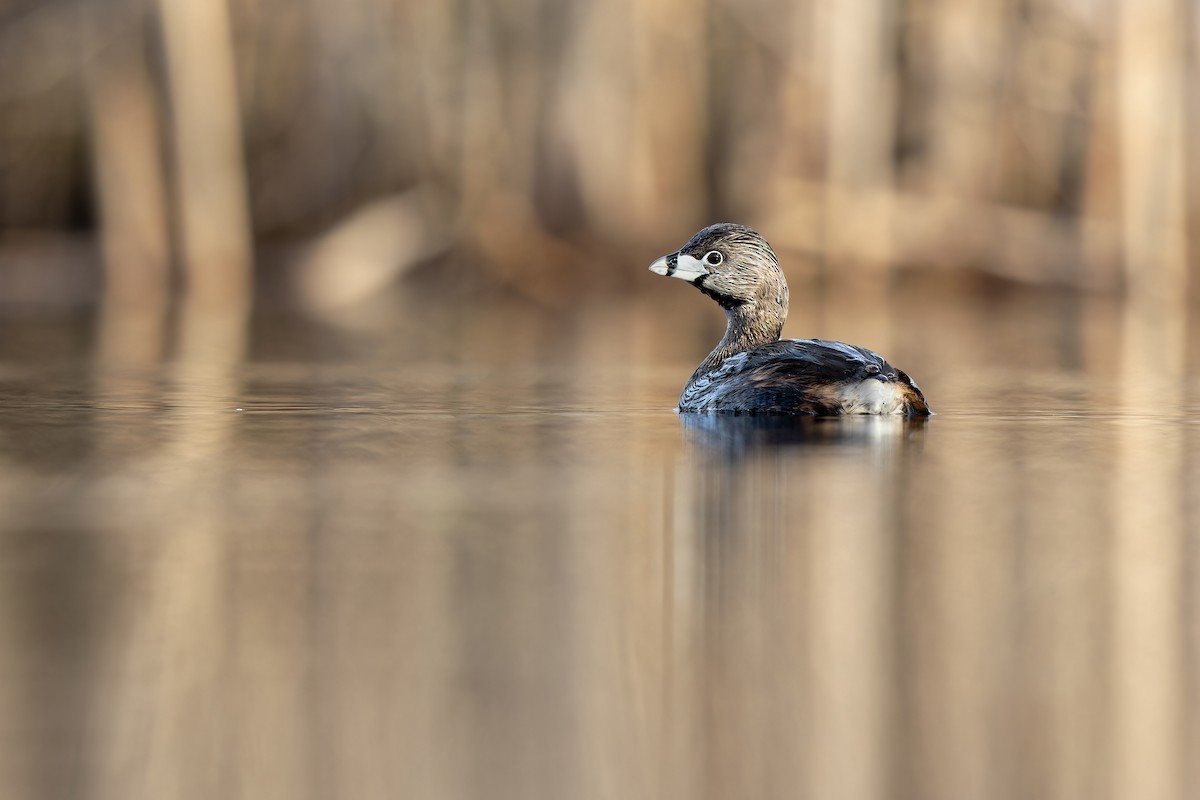 Pied-billed Grebe - Frédérick Lelièvre