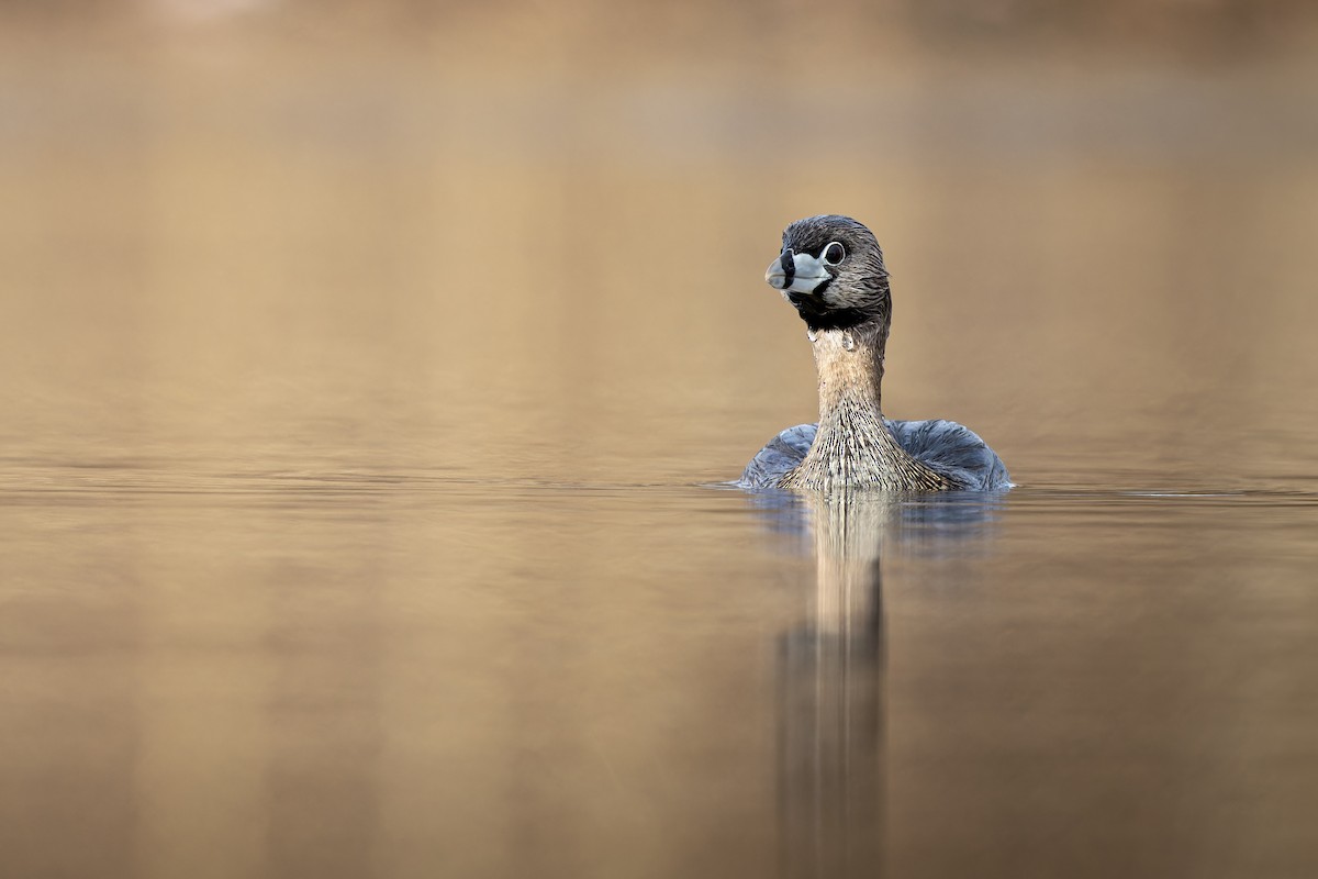 Pied-billed Grebe - Frédérick Lelièvre