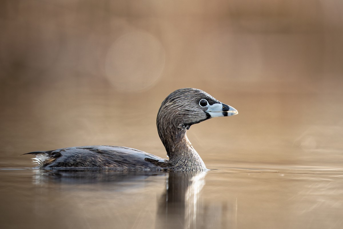 Pied-billed Grebe - Frédérick Lelièvre