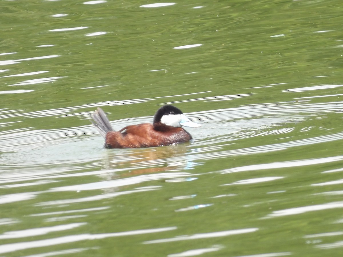 Ruddy Duck - ML617801577