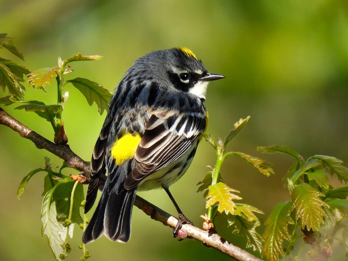 Yellow-rumped Warbler - Fred Fahmy