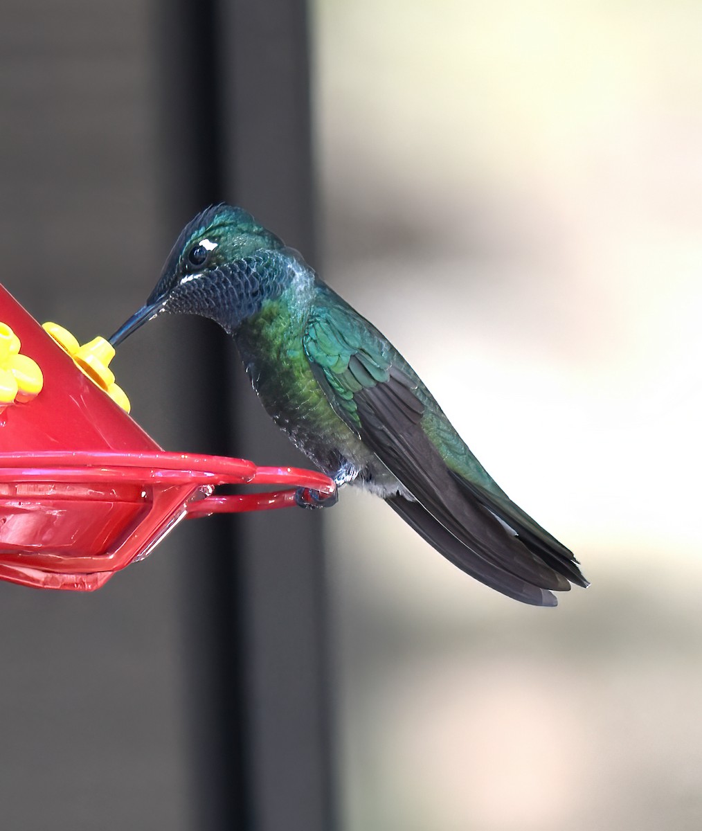 kolibřík skvostný - ML617801601