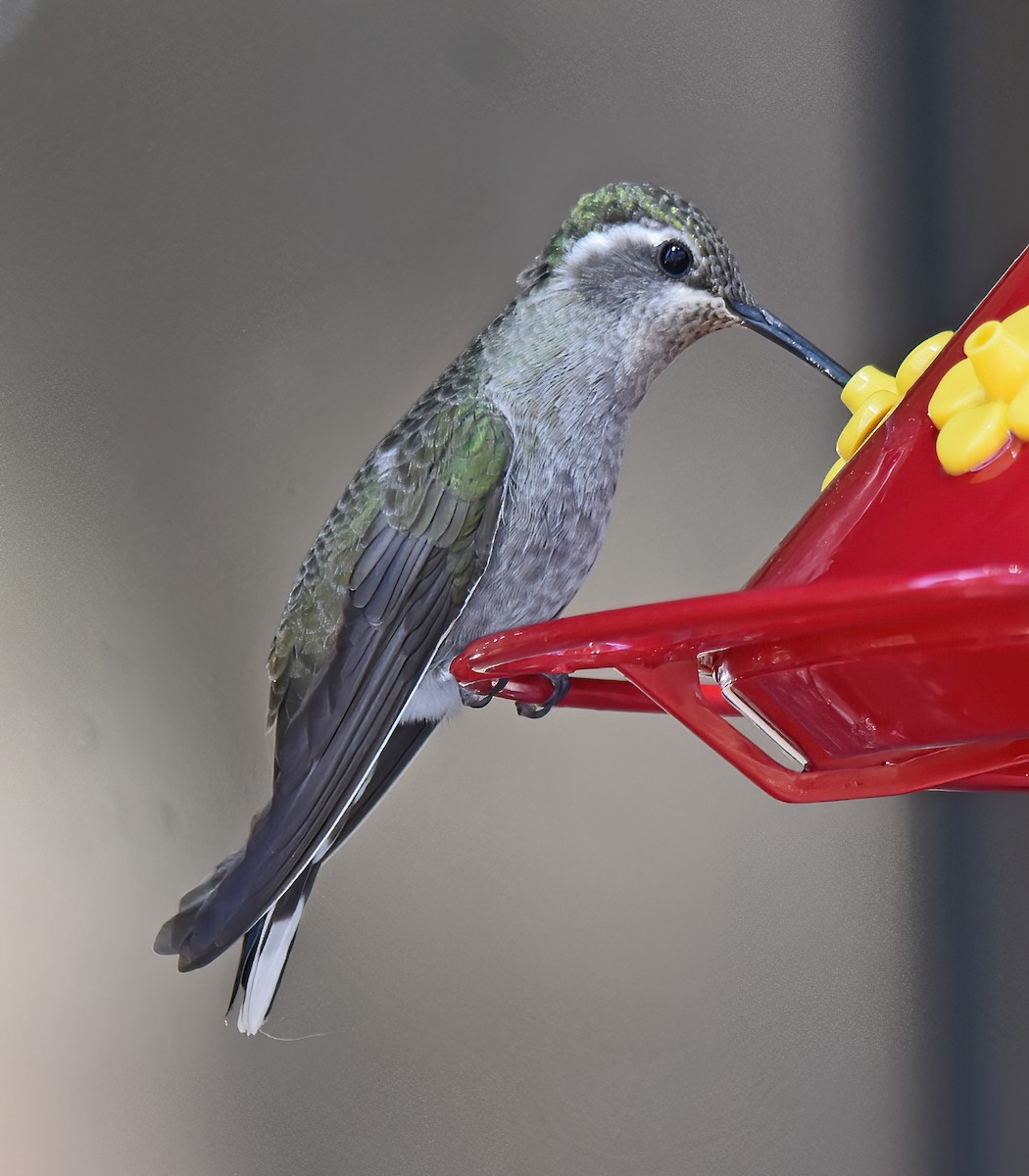 kolibřík blankytohrdlý - ML617801624