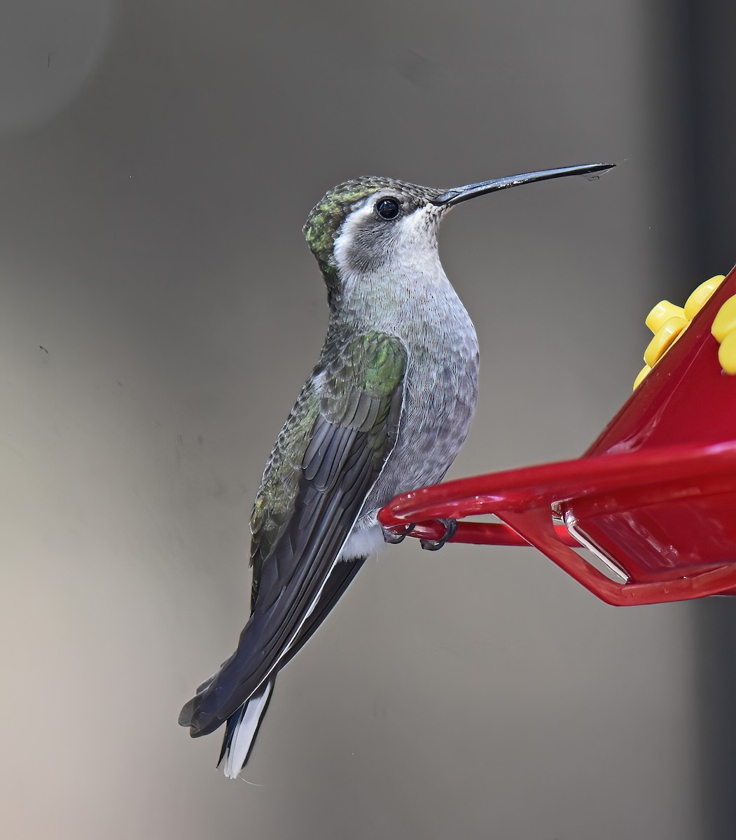 kolibřík blankytohrdlý - ML617801625