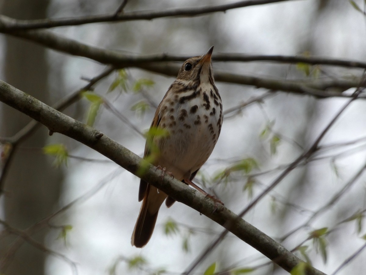 Hermit Thrush - ML617801634