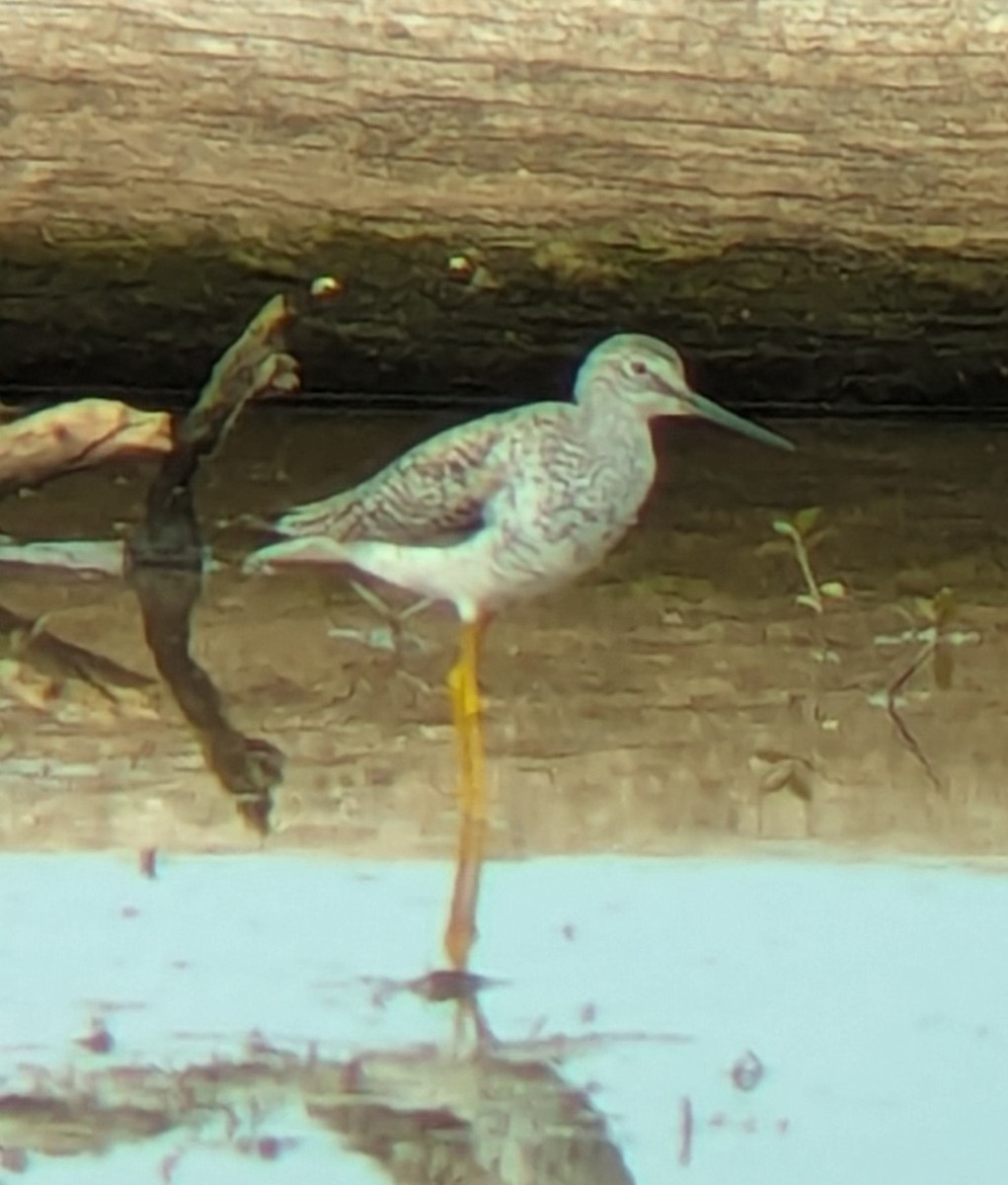 Greater Yellowlegs - ML617801657