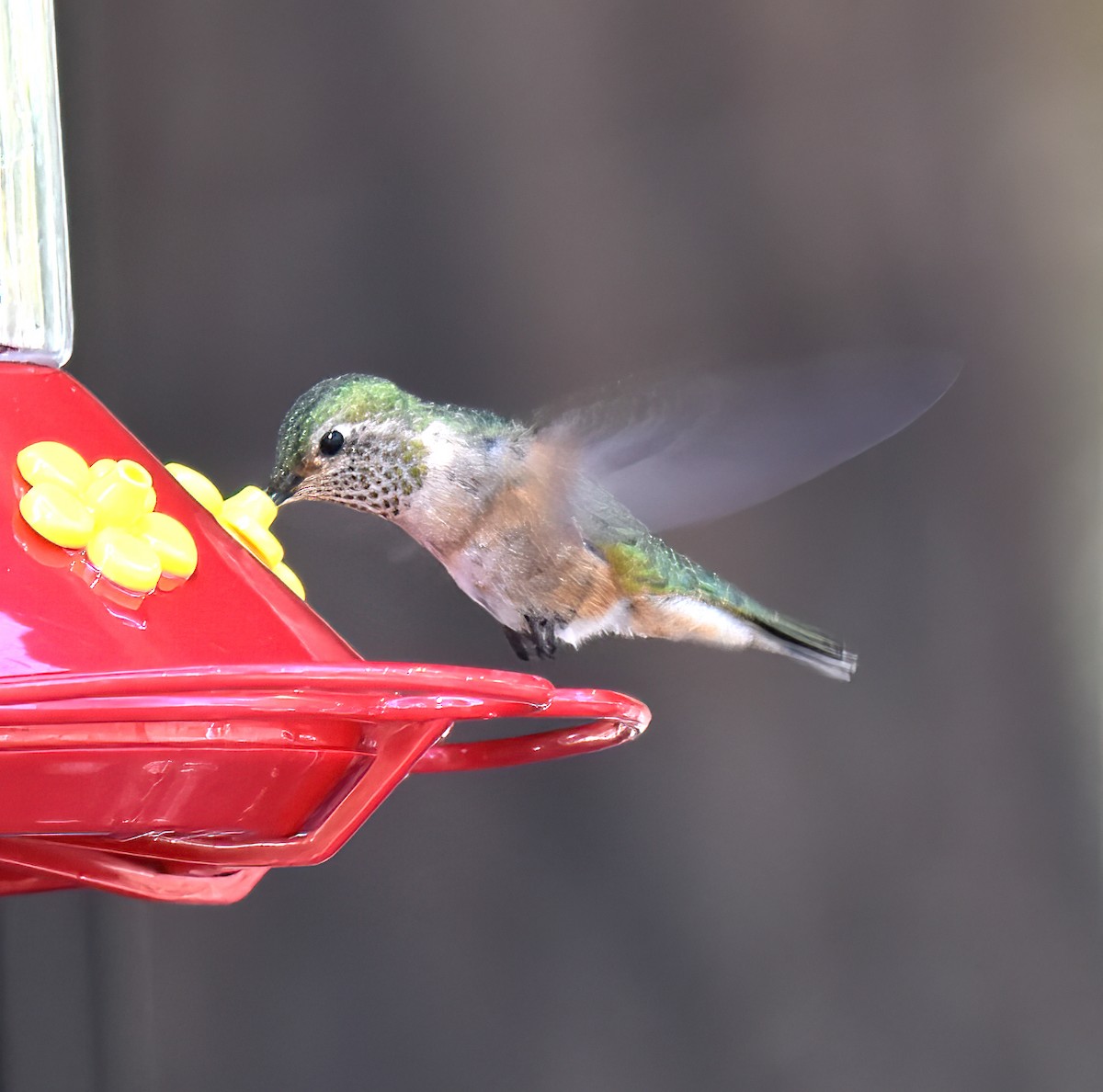 Broad-tailed Hummingbird - Doug Hogg