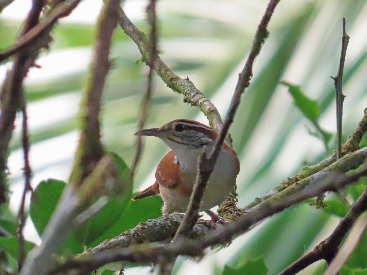 Rufous-and-white Wren - Tom Edell