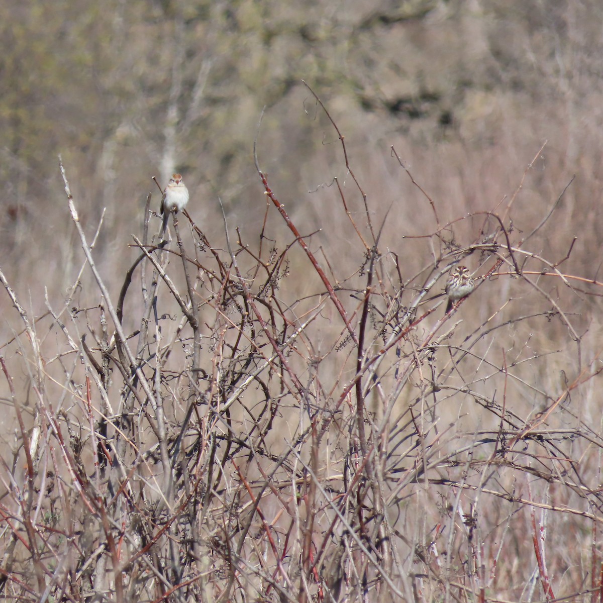 Chipping Sparrow - Jocelyn K