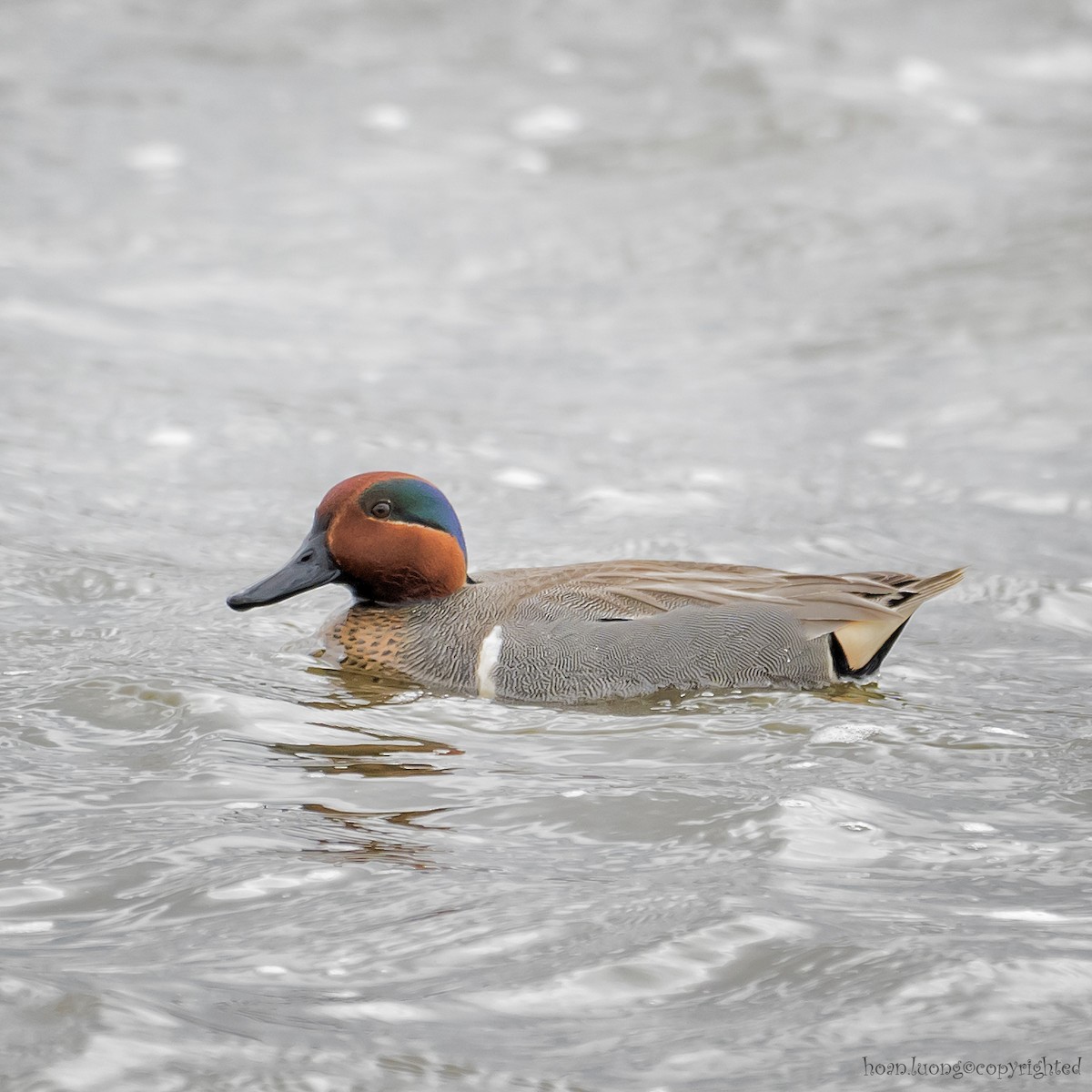 Green-winged Teal - hoan luong