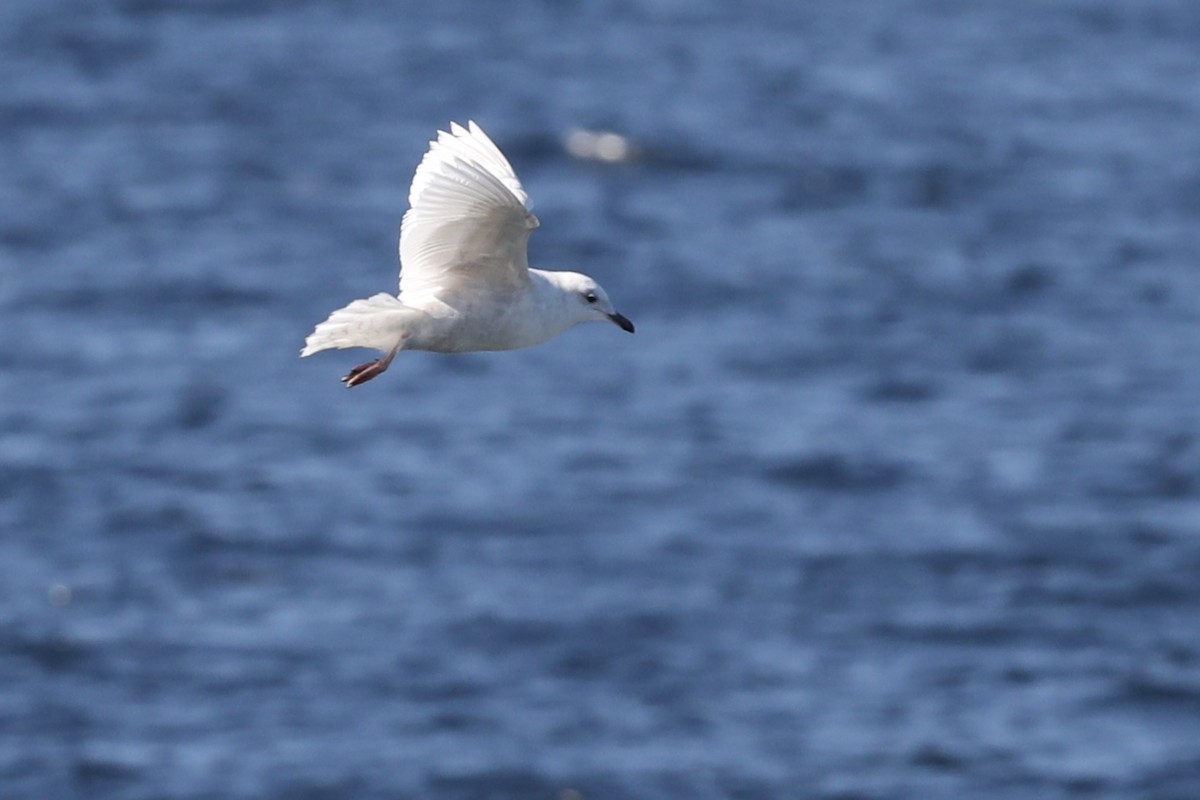 Iceland Gull (kumlieni) - Jack McDonough