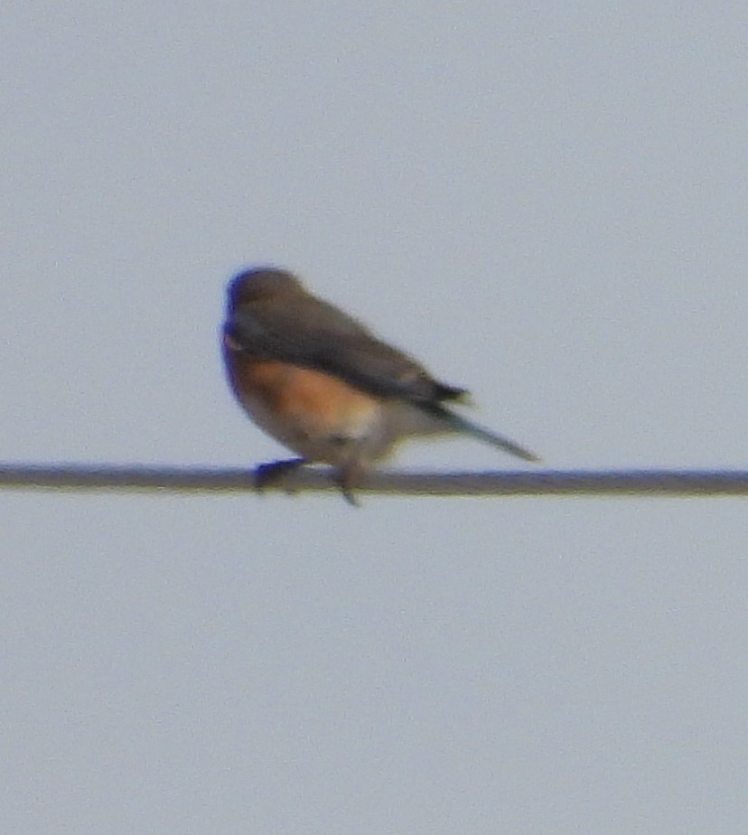 Eastern Bluebird - Joanna Clark