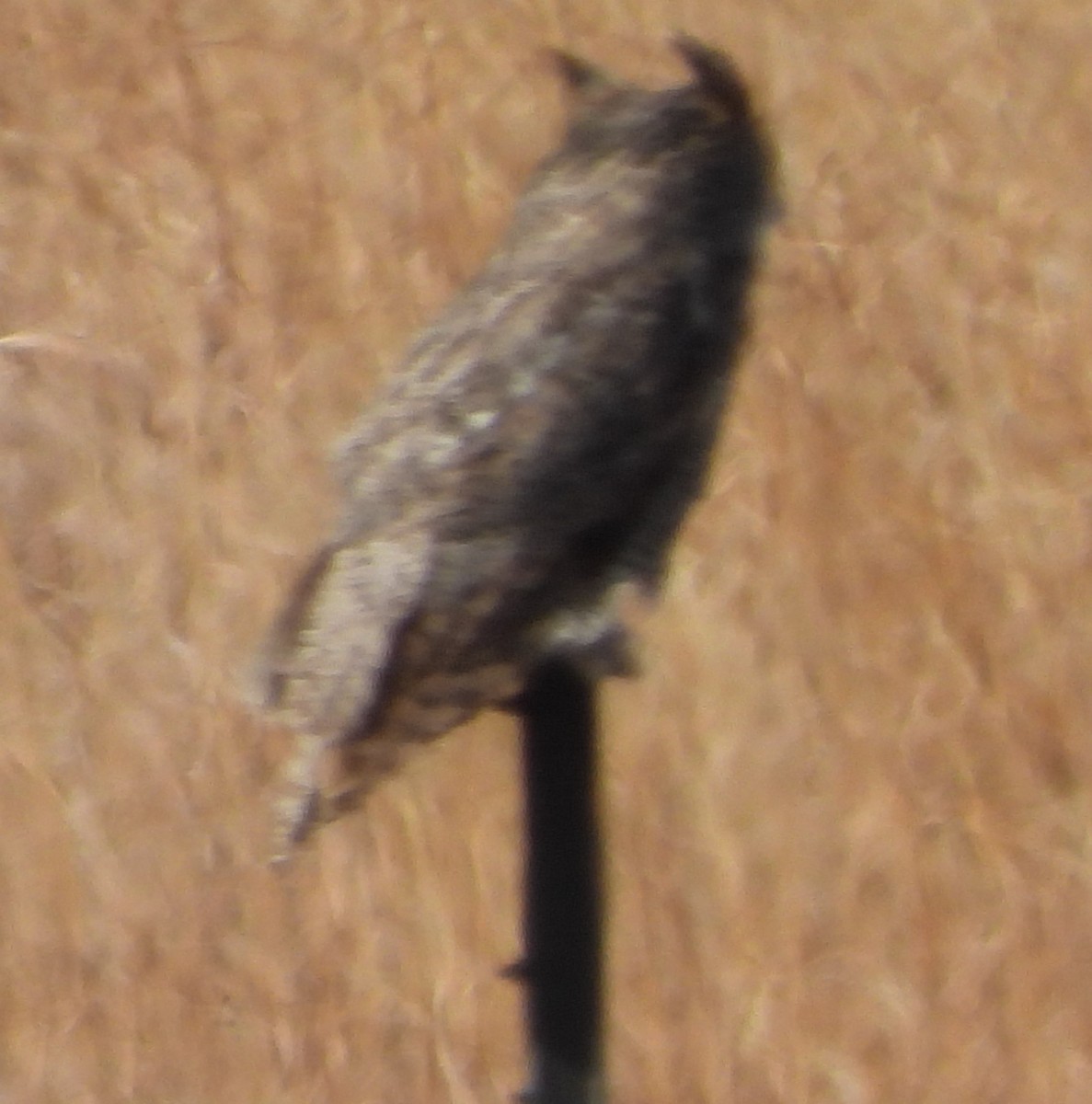 Great Horned Owl - Joanna Clark