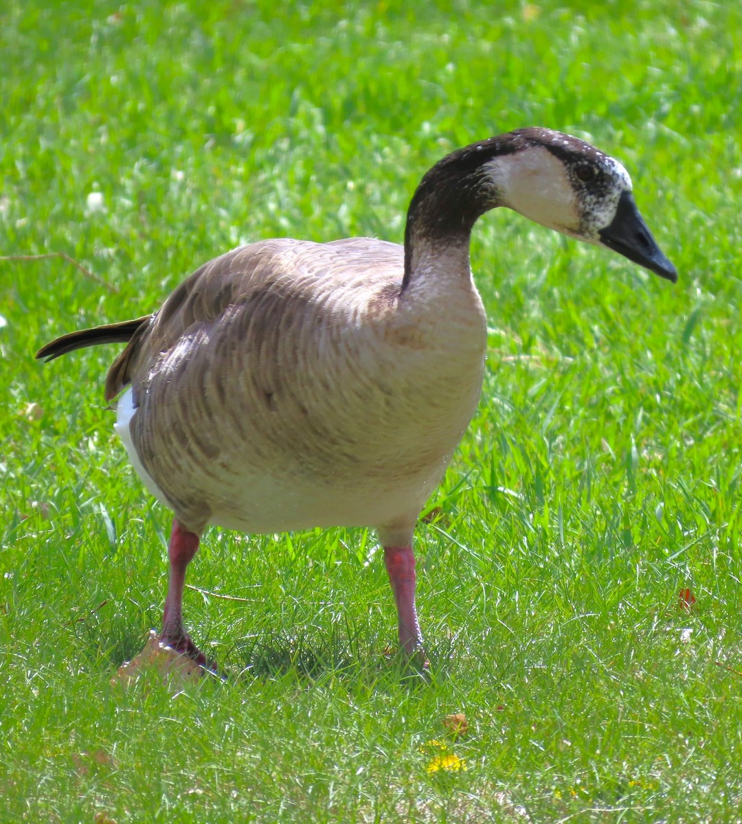 Greater White-fronted x Canada Goose (hybrid) - ML617801916