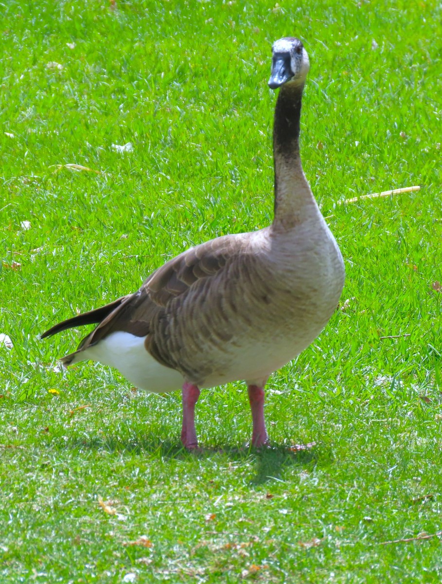 Greater White-fronted x Canada Goose (hybrid) - ML617801917