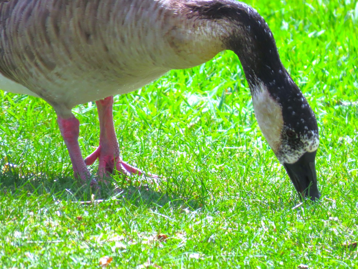 Greater White-fronted x Canada Goose (hybrid) - ML617801918