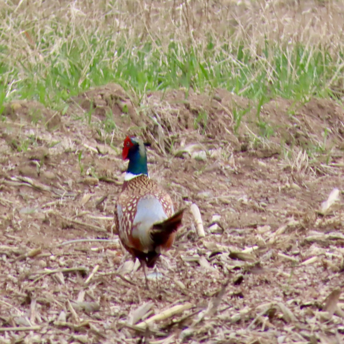 Ring-necked Pheasant - ML617801925