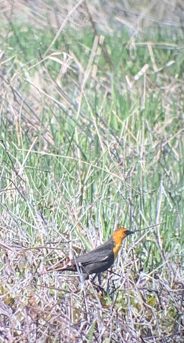 Yellow-headed Blackbird - ML617801926