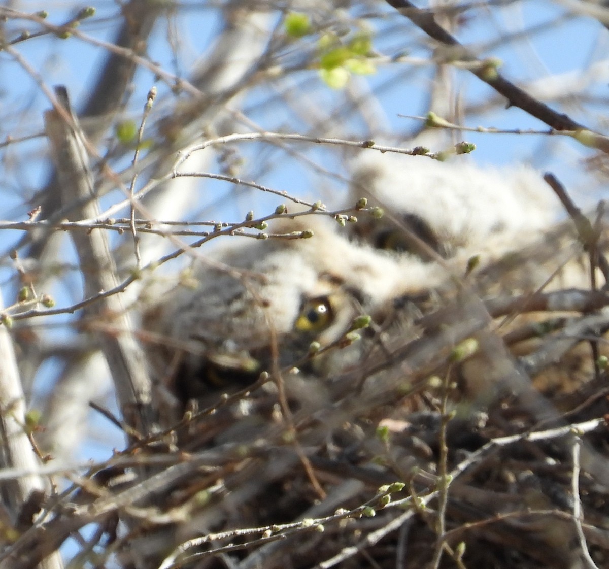 Great Horned Owl - Joanna Clark