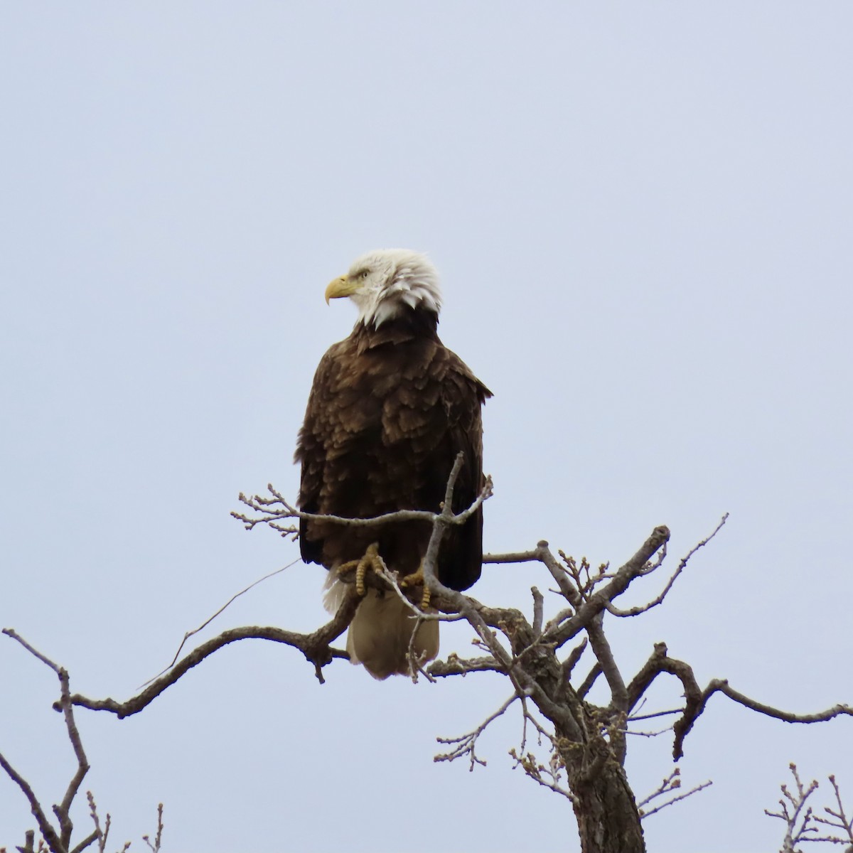 Bald Eagle - ML617801934