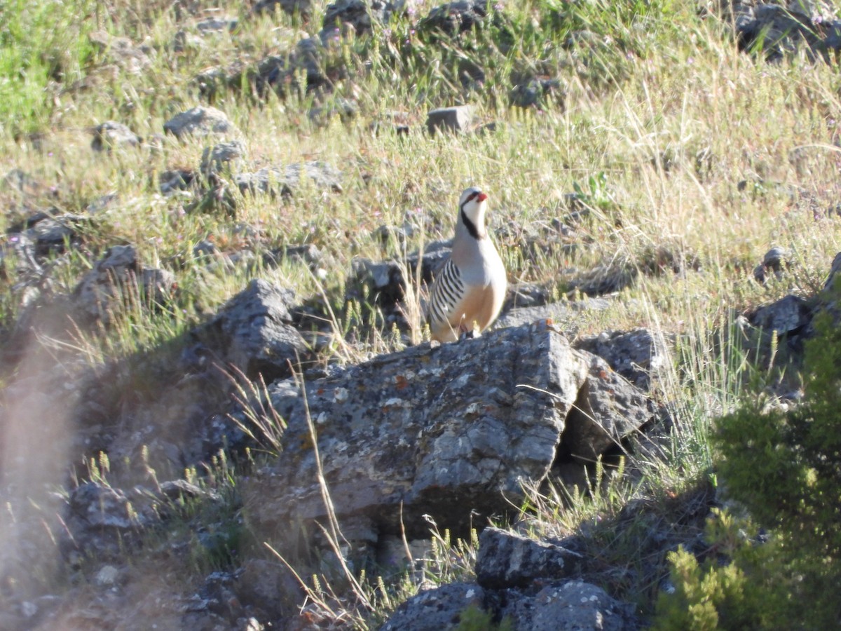 Chukar - ML617801938