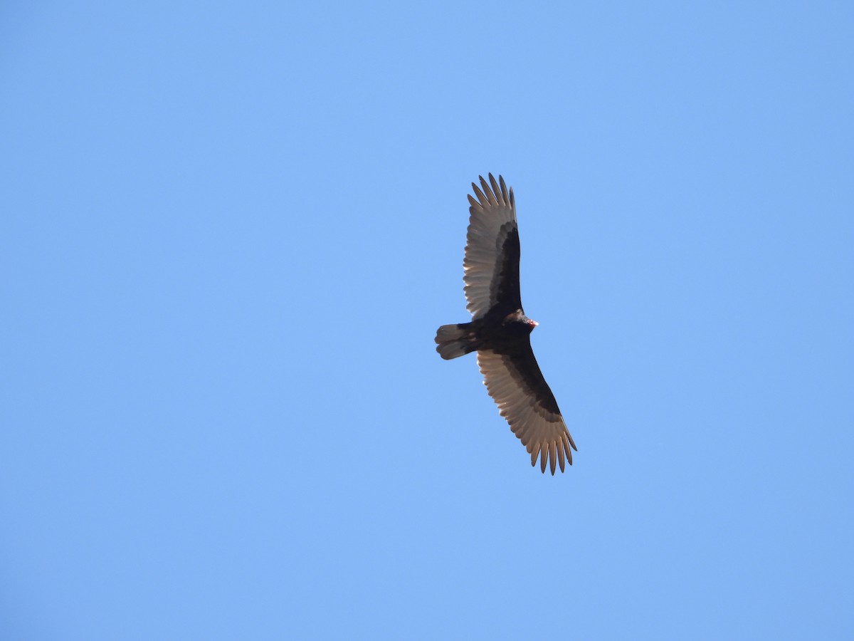 Turkey Vulture - ML617801947