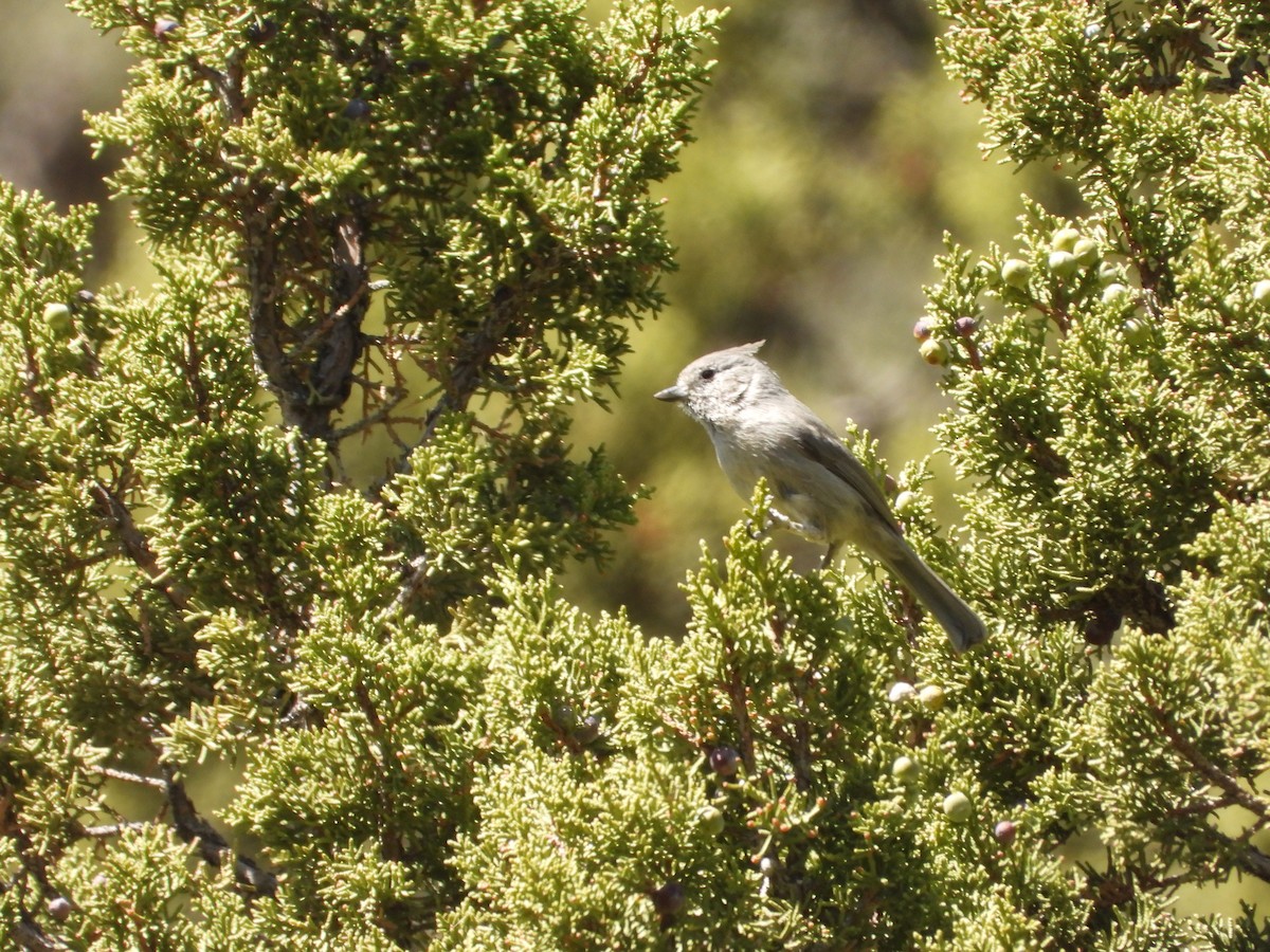 Juniper Titmouse - ML617801973