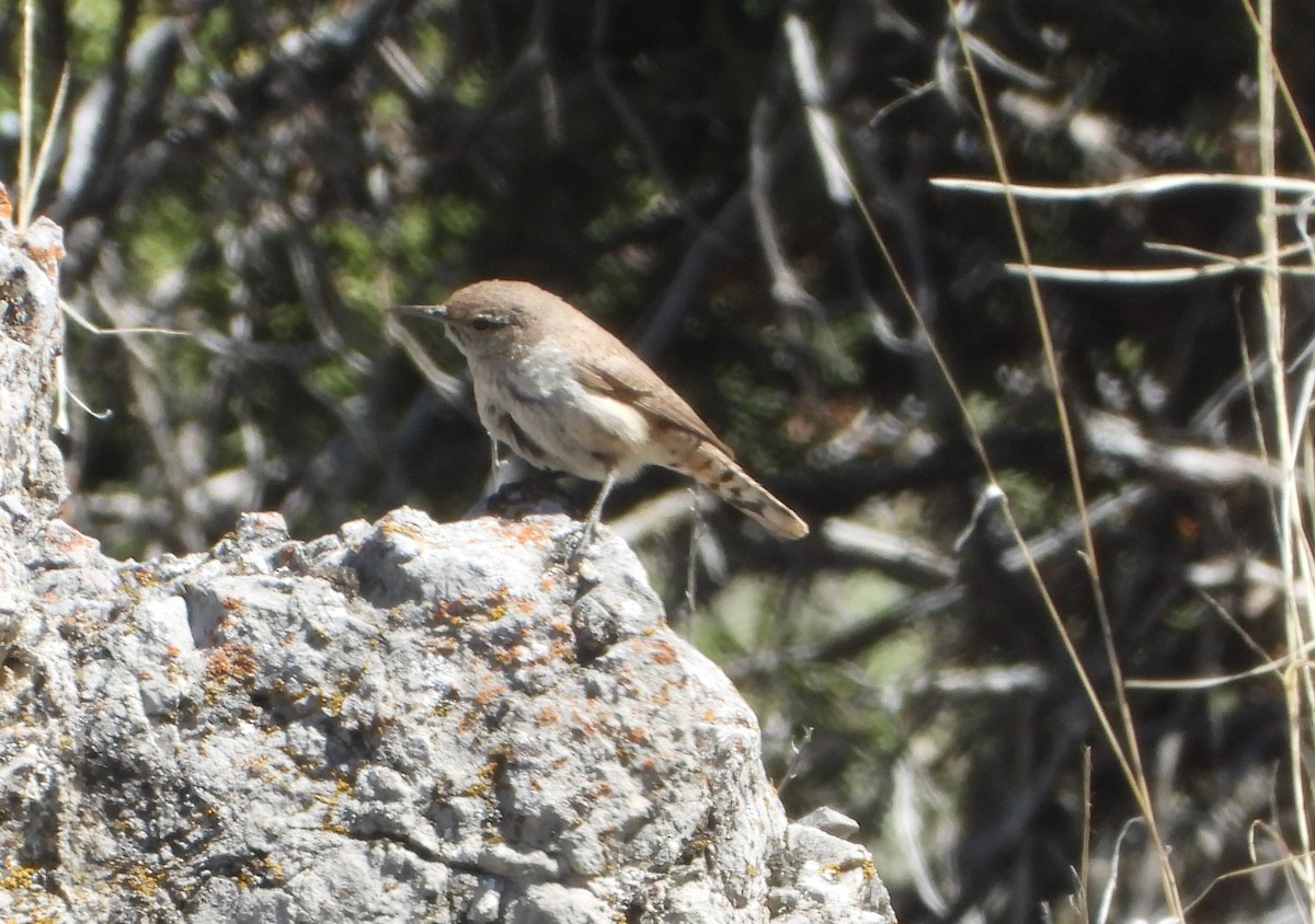 Rock Wren - ML617801977