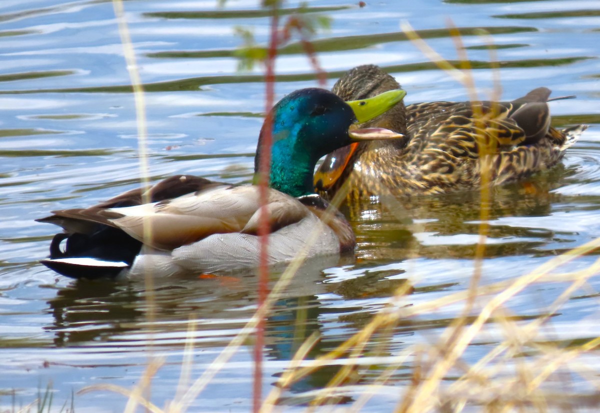 Mallard - ML617801981