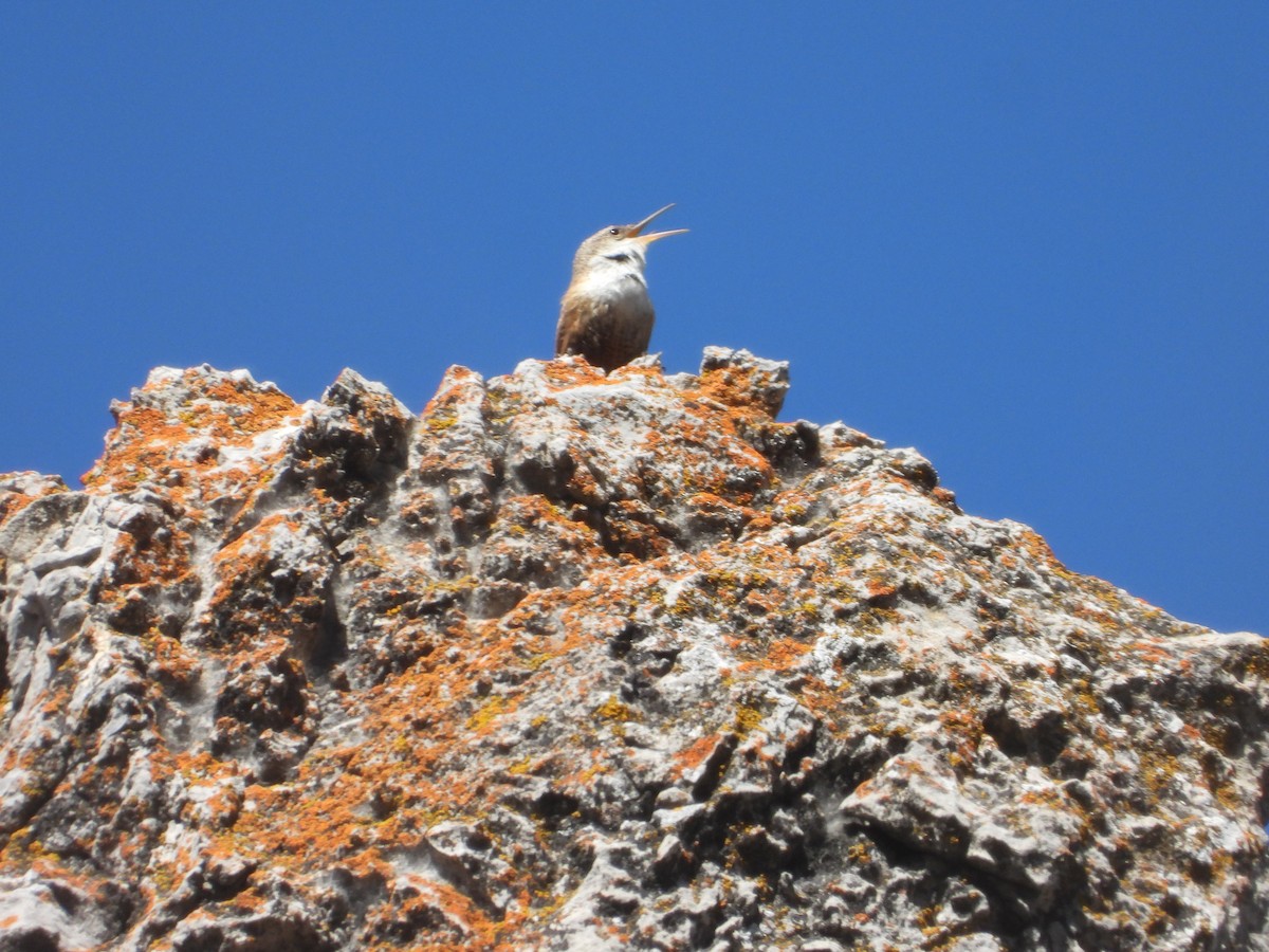 Canyon Wren - ML617801991