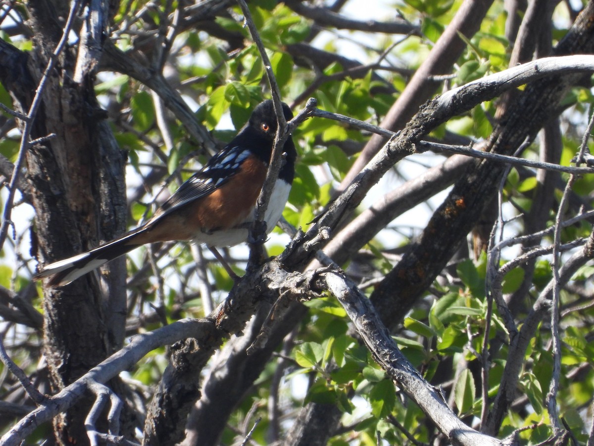 Spotted Towhee - Tom Wuenschell