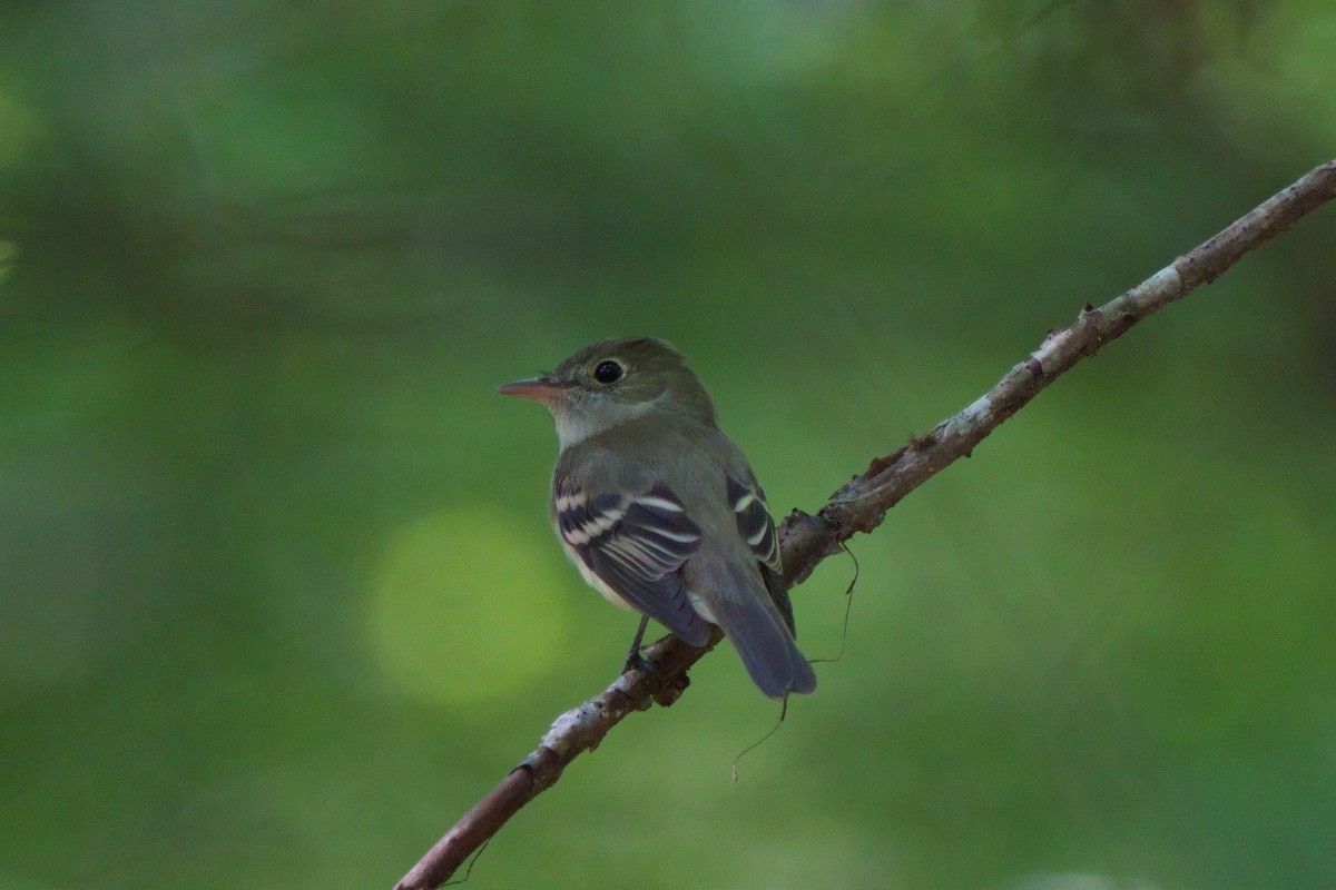 Acadian Flycatcher - ML617802017