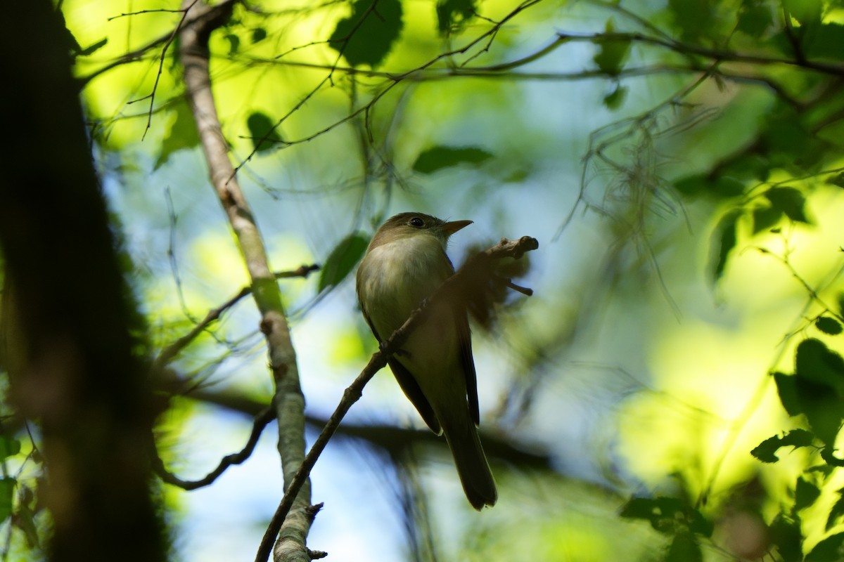 Acadian Flycatcher - ML617802018