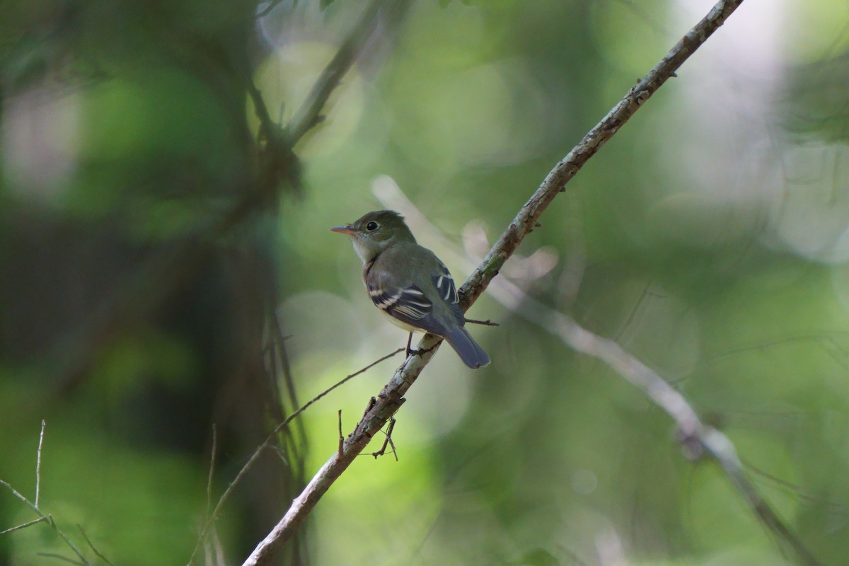 Acadian Flycatcher - ML617802019