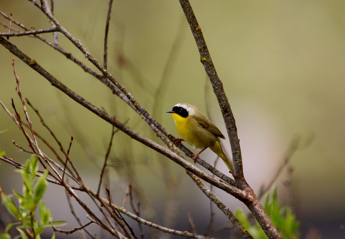 Common Yellowthroat - ML617802032