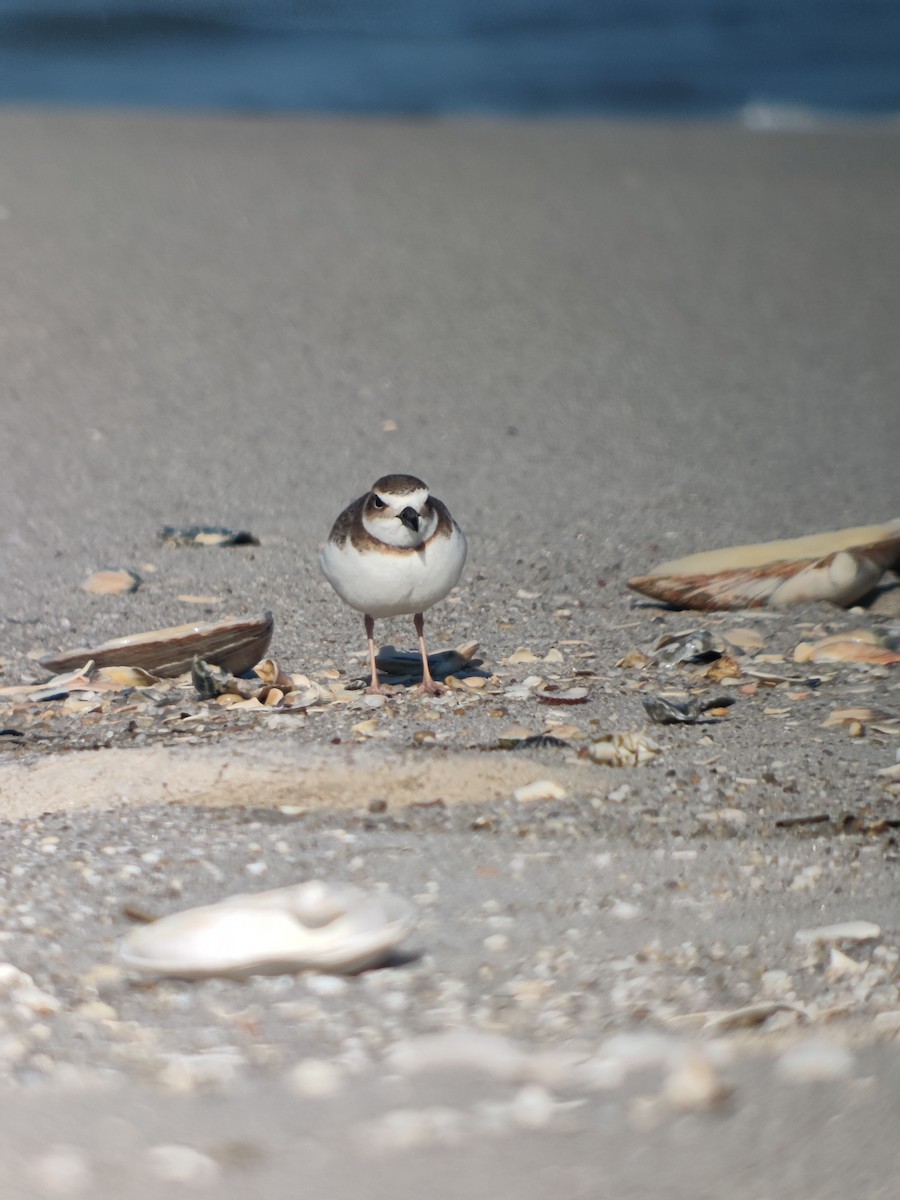 Wilson's Plover - ML617802036