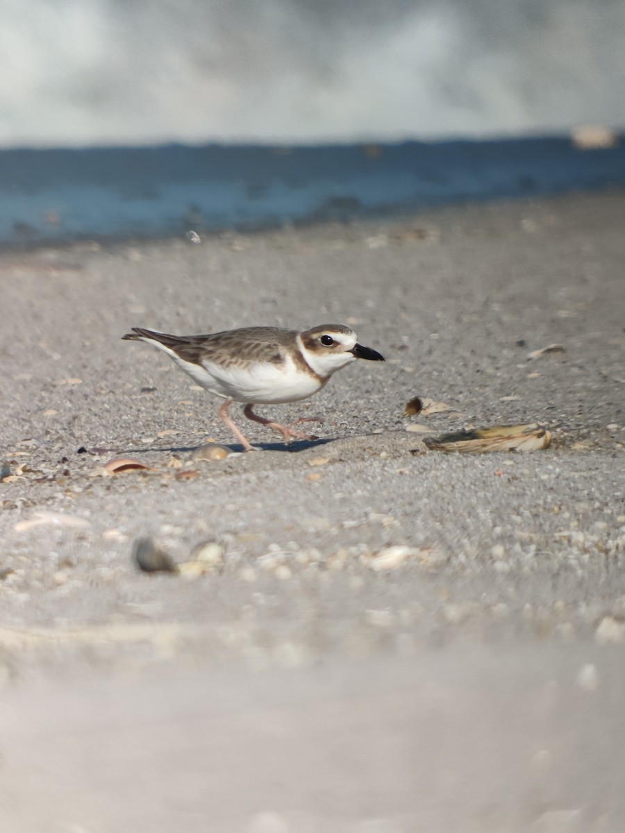 Wilson's Plover - Chelsea Hockenbury