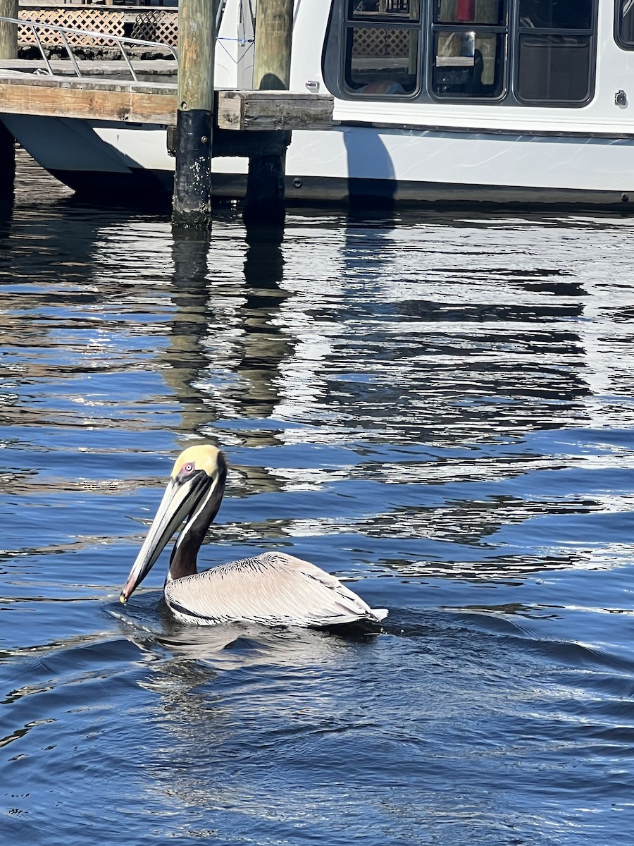 Brown Pelican - ML617802058