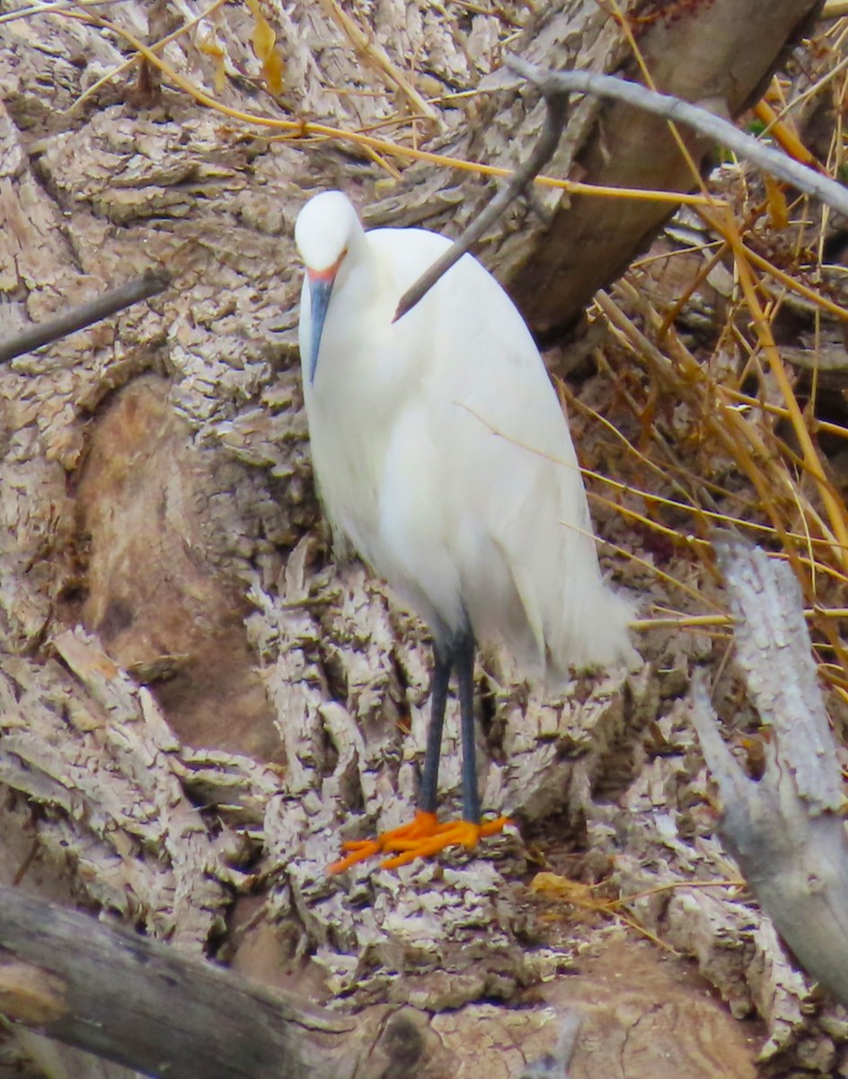 Snowy Egret - ML617802063