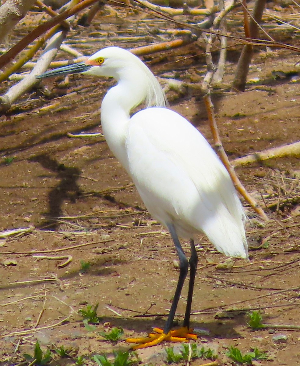 Snowy Egret - ML617802064