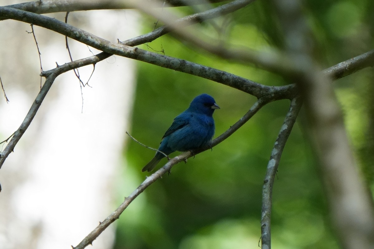 Passerin indigo - ML617802067