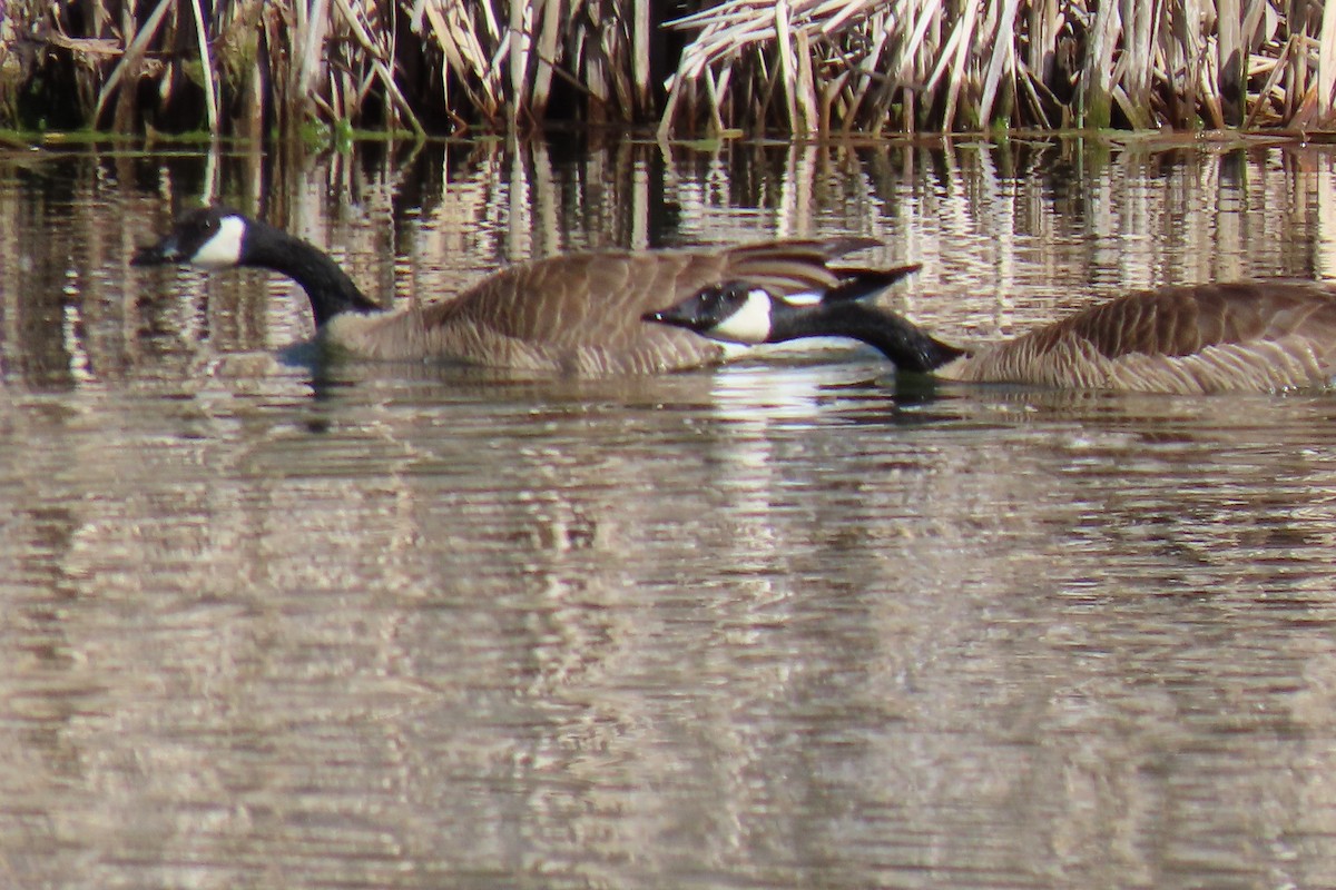 Canada Goose - ML617802107