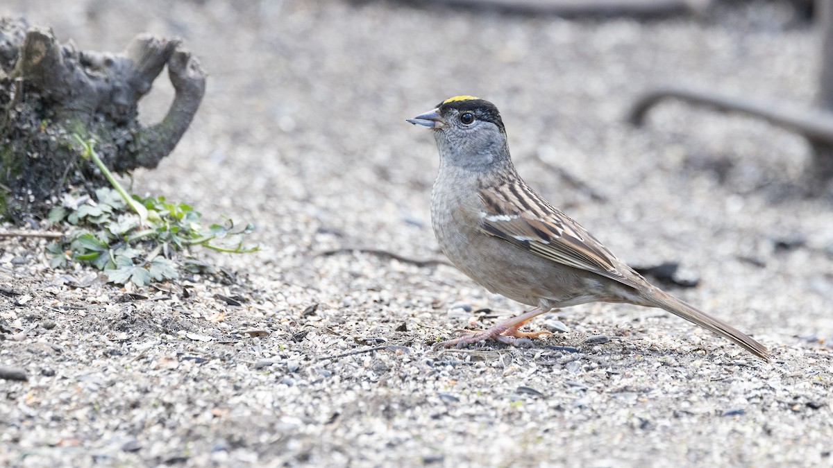 Golden-crowned Sparrow - Liam Hutcheson