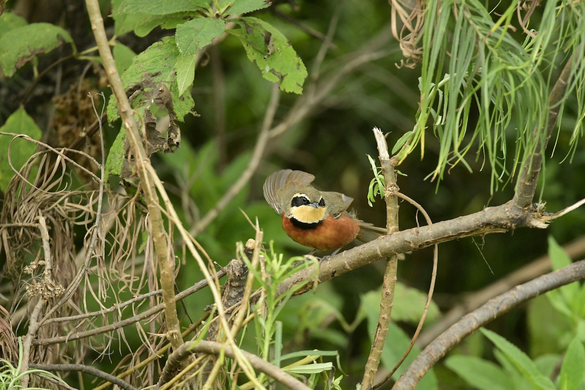 Olive-crowned Crescentchest - Eugenia Boggiano