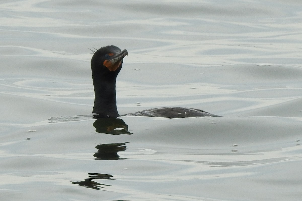 Cormoran à aigrettes - ML617802220