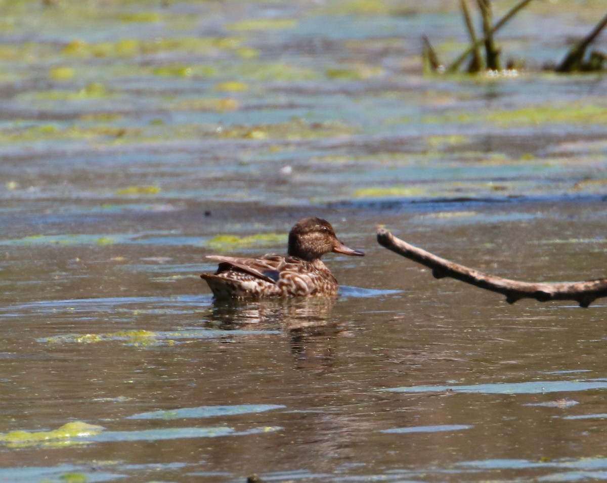 Green-winged Teal - ML617802224