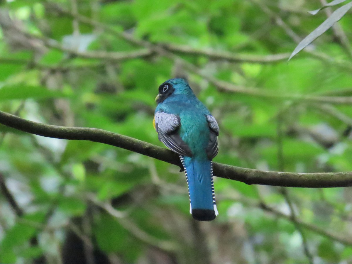 Northern Black-throated Trogon - Tom Edell