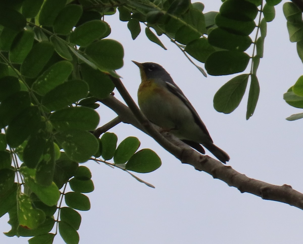 Northern Parula - Laurie Witkin