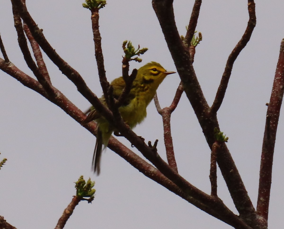 Prairie Warbler - Laurie Witkin